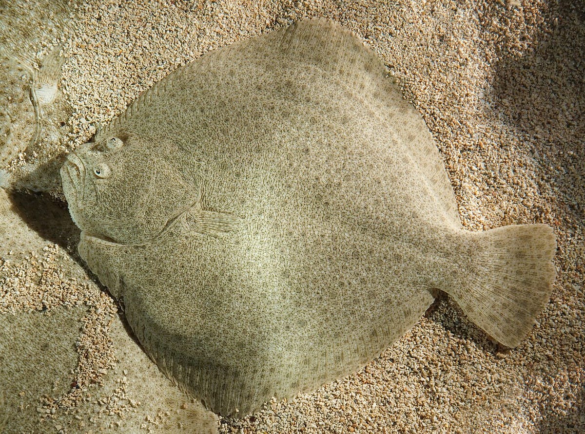 Turbot: The Diamond-Shaped Delicacy That Rules Fine Dining