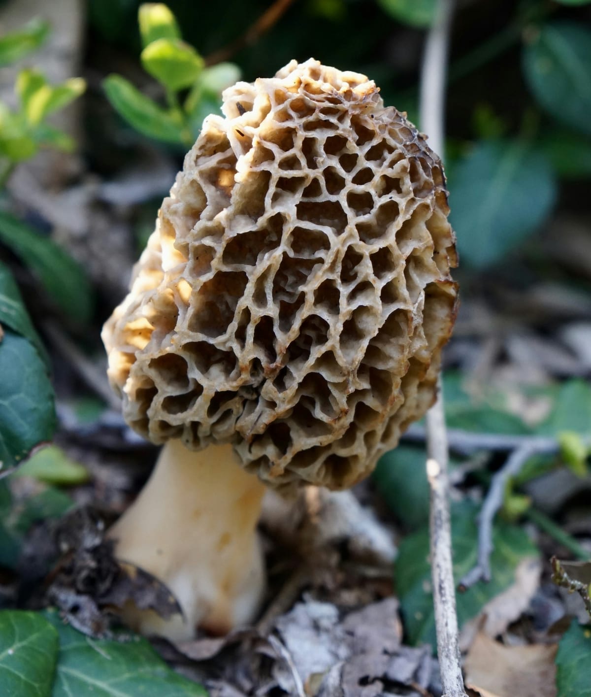 Morel Mushrooms: The Hidden Gold of Spring Forests