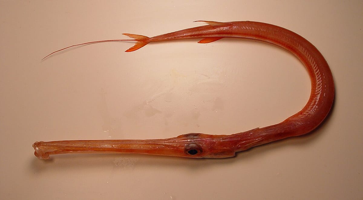 Akayagara (Red Cornetfish): Japan's Exclusive Summer Delicacy