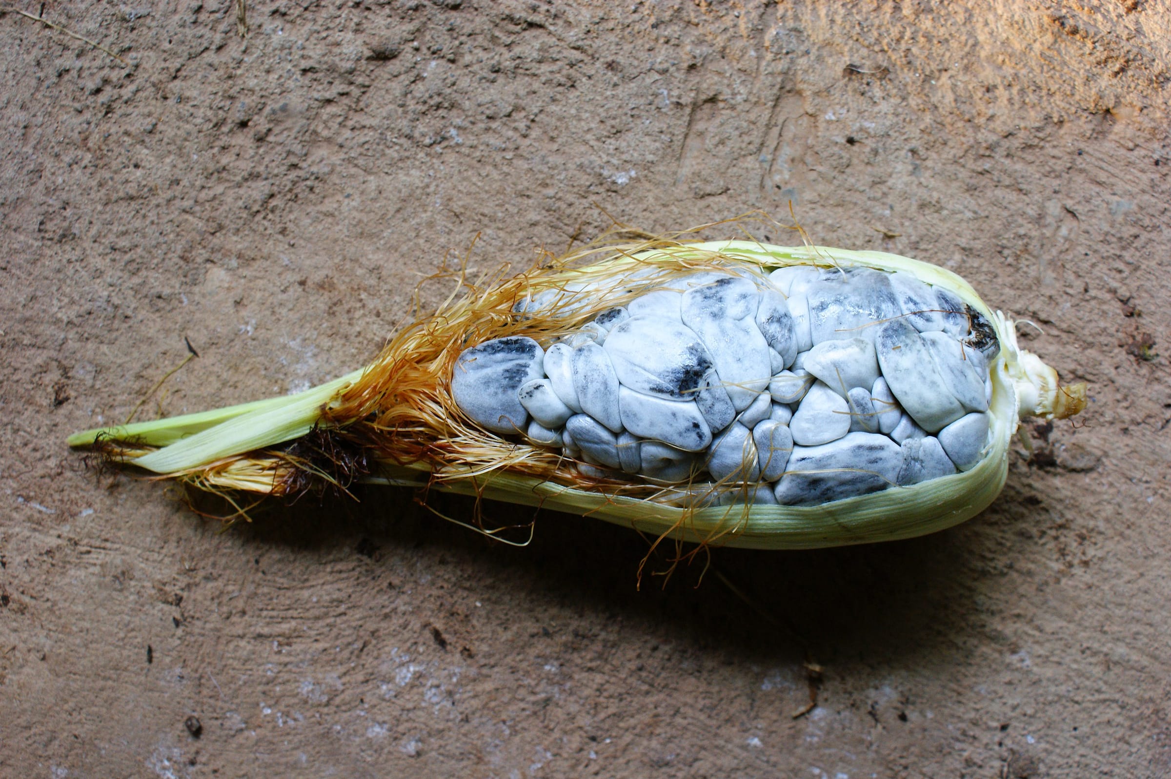Why is Huitlacoche, the Mexican Corn Fungus, So Expensive?