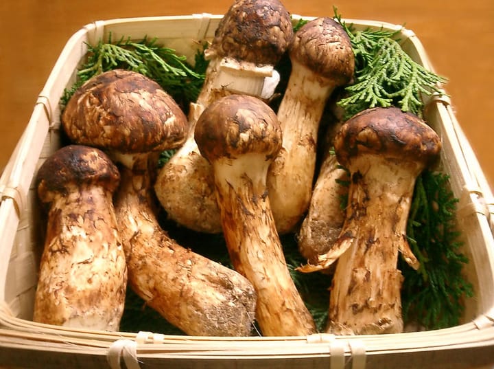 The matsutake mushroom