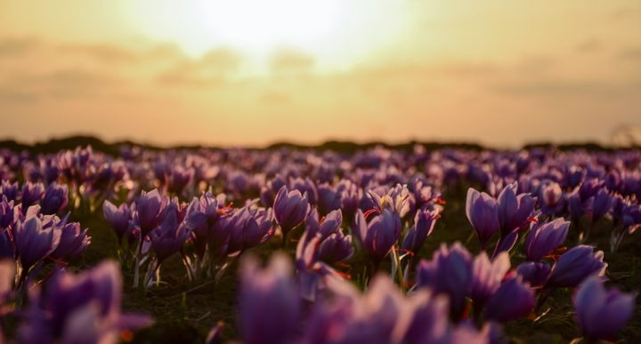 Saffron flowers