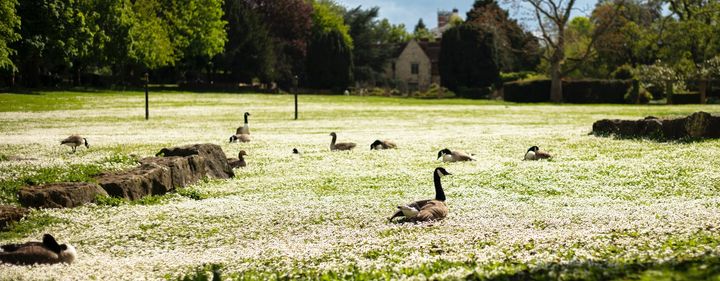 What Is Ethical Foie Gras and Why Is It So Expensive?