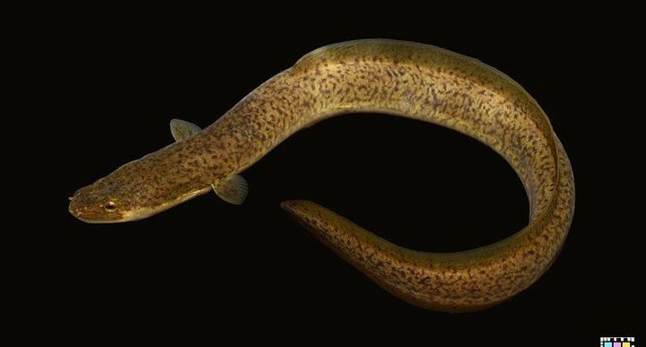 Japanese Eel, Anguilla japonica