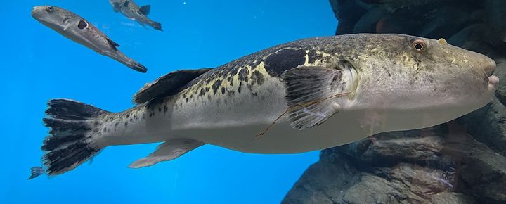 Tiger Fugu