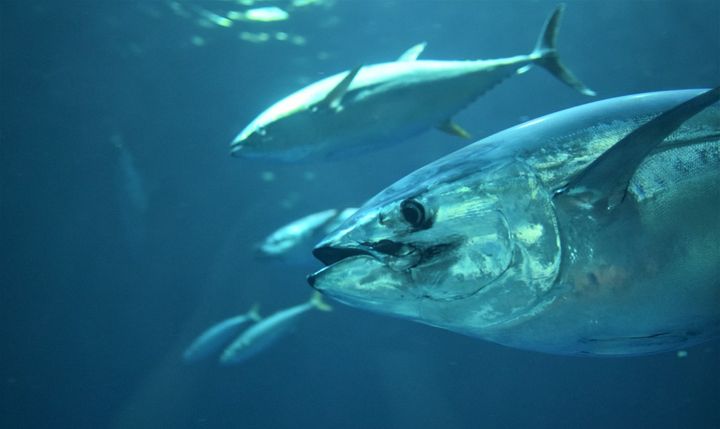 Bluefin Tuna