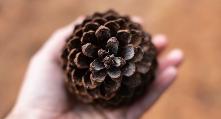 Pine cone