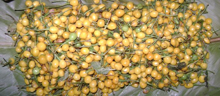 Freshly plucked Aji Charapita