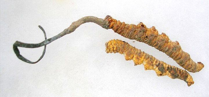 Caterpillar Fungus Cordyceps