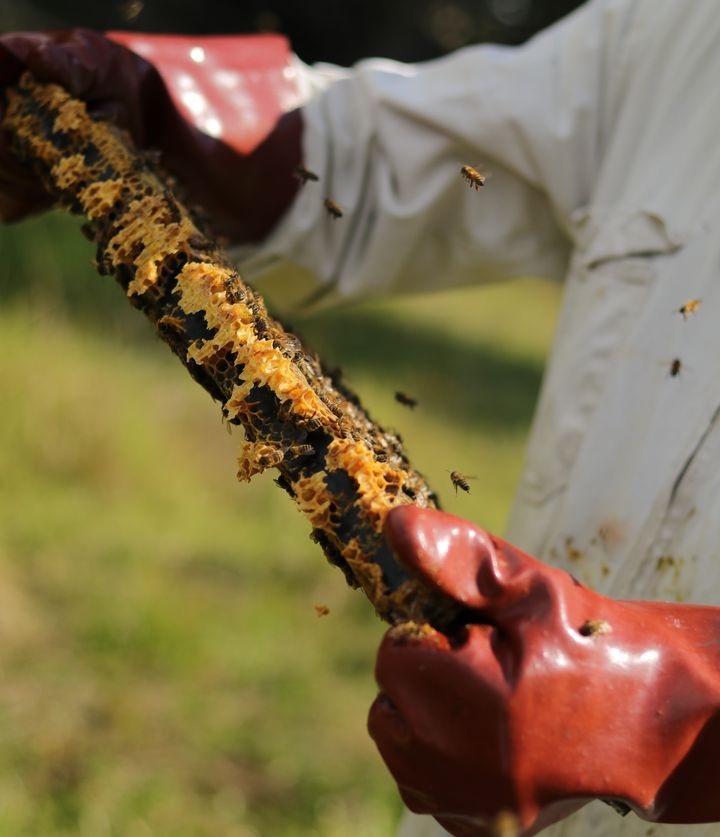 Manuka Honey: Nature’s Liquid Gold