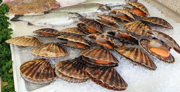 Scallops: An In-depth Look at This Exquisite Mollusk Seafood