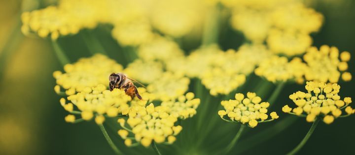 Fennel Plants with Bees on the flowers