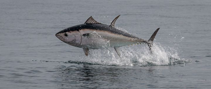 Tuna jumping out of water