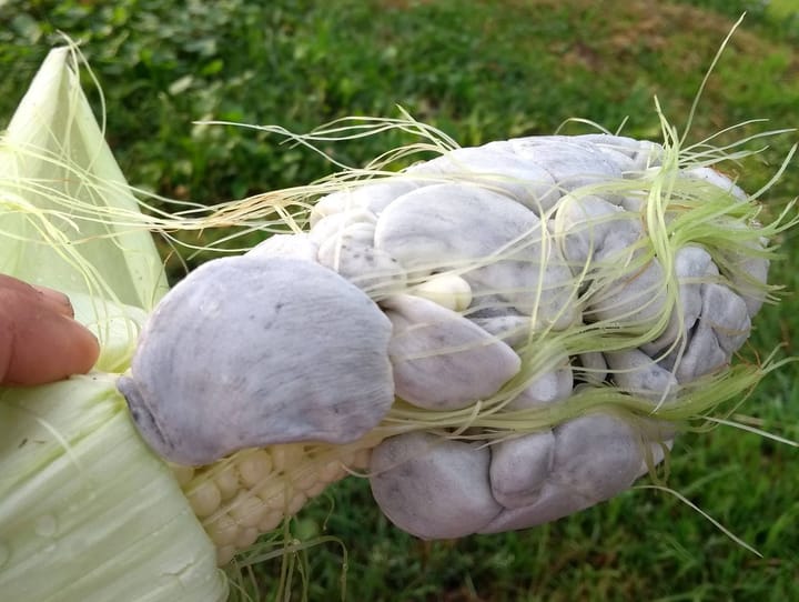 Huitlacoche or known as Mexican Truffle