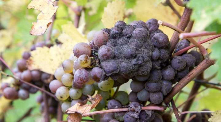 Botrytis cinerea, known as "noble rot," is a fungus that invades grapes