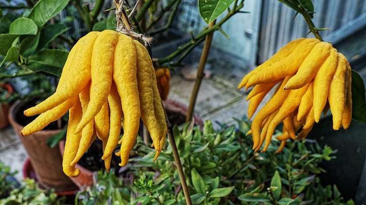 Buddha's Hand Citron, Citrus medica var. sarcodactylis