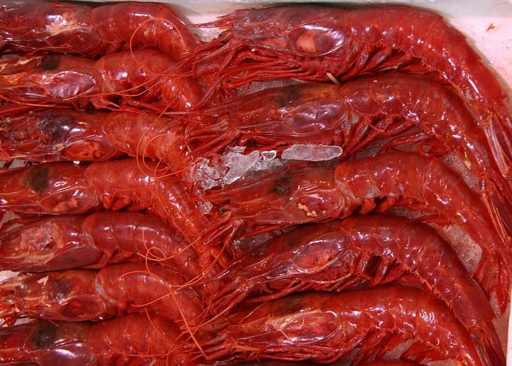 Scarlet Shrimp or Carabineros Prawn