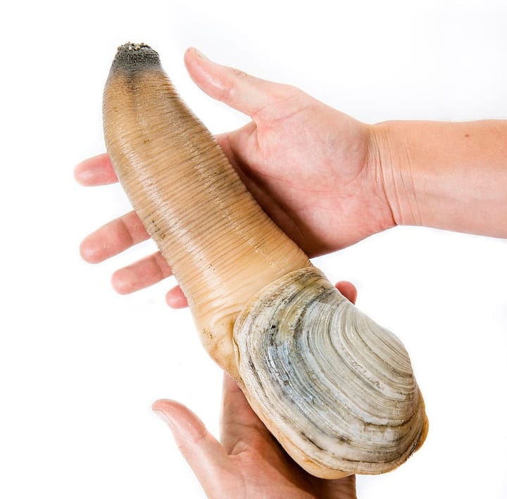 Geoduck Panopea generosa