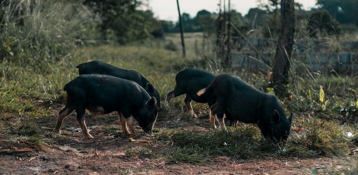 Jeju Black Pig