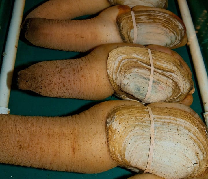 Geoduck Panopea generosa