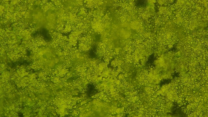 Nannochloropsis Phytoplankton under 40x magnification