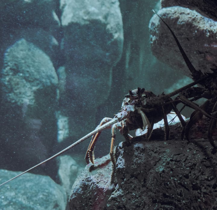 Spiny Lobsters: Prized Delicacies of Tropical Seas