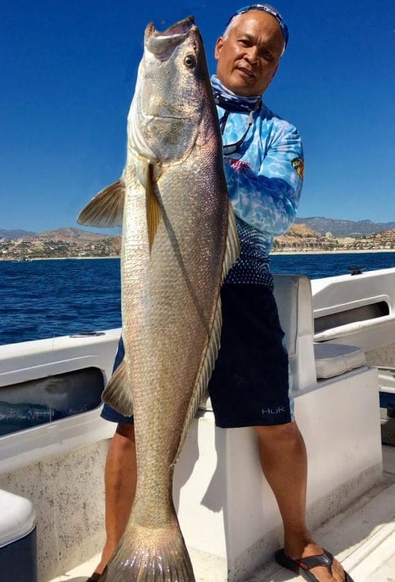 Totoaba macdonaldi