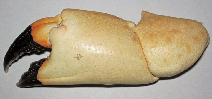 Stone Crab Claws