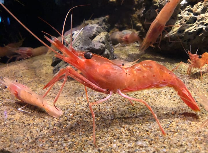 Botan Ebi aka Peony Shrimp