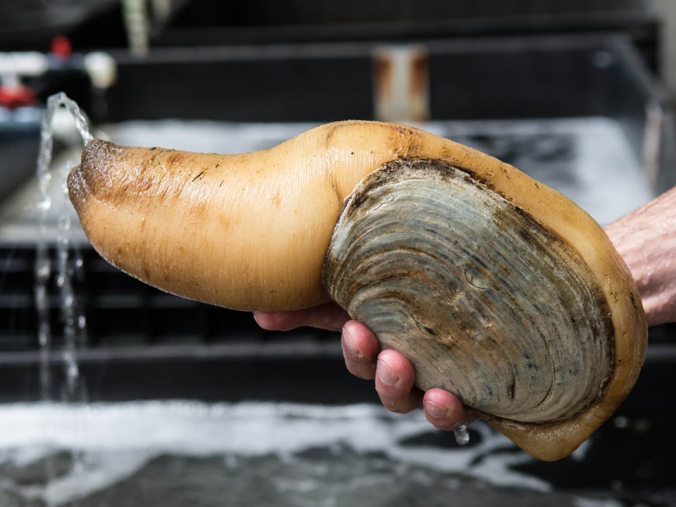 Farming Geoduck: One of the Largest and Most Expensive Clam